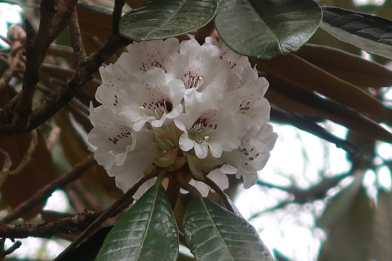 R. rex ssp. rex AGM